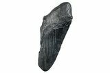 Partial Fossil Megalodon Tooth - South Carolina #275388-1